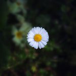 closeup-shot-beautiful-daisy-flower-blurred-natural