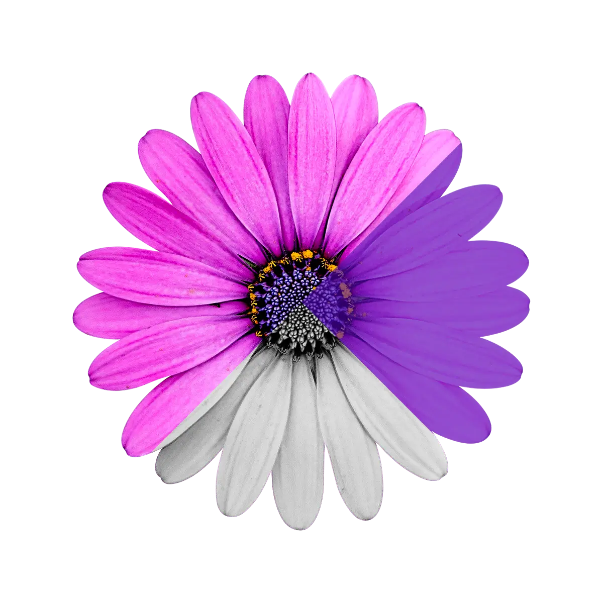 Image link