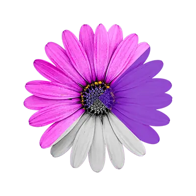 Image link